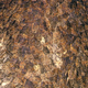 Bogong moths huddle in huge numbers in deep, cold crevices within granite outcrops in the mountains.